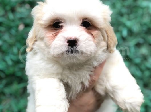 Mükemmel Görsel F1 Maltıpoo görsel