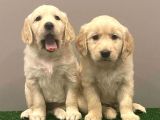 Muhteşem Golden Retriever Dişi Erkek Yavrular