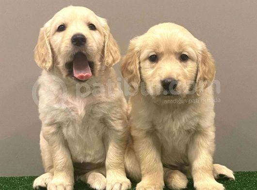 Muhteşem Golden Retriever Dişi Erkek Yavrular görsel