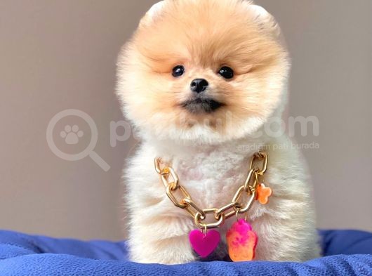 Safkan Pomeranian Boo Yavrularımız görsel