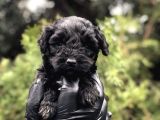 Özel Ve Nadir Renk Black Maltıpoo