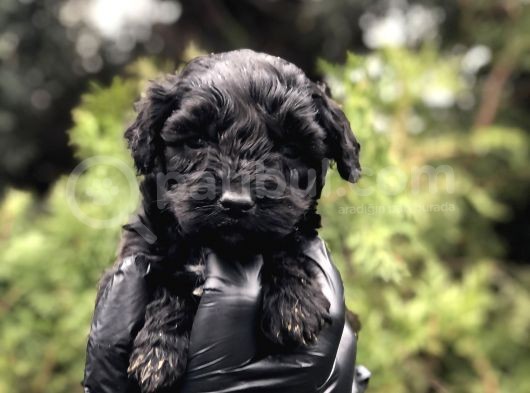 Özel Ve Nadir Renk Black Maltıpoo görsel