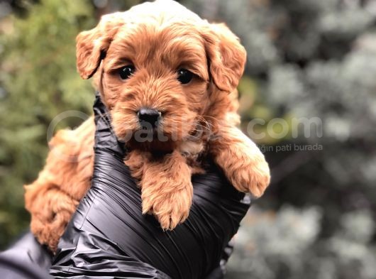 Red Brown Orjinal Maltıpoo görsel
