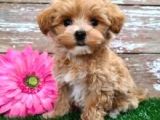 Malti̇poo Safkan Orjinal Gerçek Garantili Tüy Dökmez