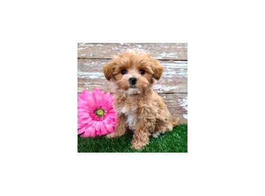 Malti̇poo Safkan Orjinal Gerçek Garantili Tüy Dökmez