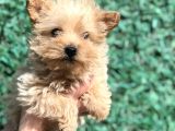 Xsmall Gold Morkie