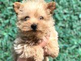 Xsmall Gold Morkie