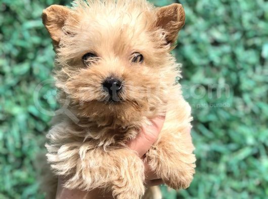 Xsmall Gold Morkie görsel