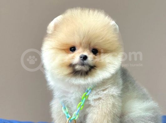 Safkan Teddy Face Pomeranian Yavrularımız görsel