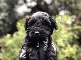 Özel Ve Nadir Renk Black Maltıpoo