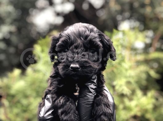Özel Ve Nadir Renk Black Maltıpoo görsel