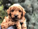 Orjinal Red Brown Maltıpoo