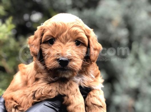 Orjinal Red Brown Maltıpoo