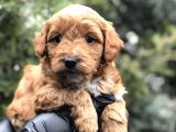 Orjinal Red Brown Maltıpoo