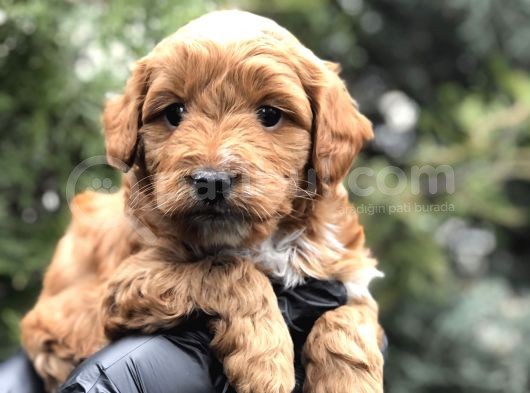 Orjinal Red Brown Maltıpoo görsel
