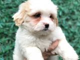 Mükemmel Görsel F1 Maltıpoo