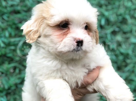 Mükemmel Görsel F1 Maltıpoo görsel