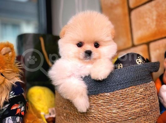 Ayı Surat Pomeranian Boo Yavrularımız görsel