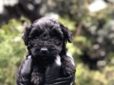Özel Ve Nadir Renk Black Maltıpoo