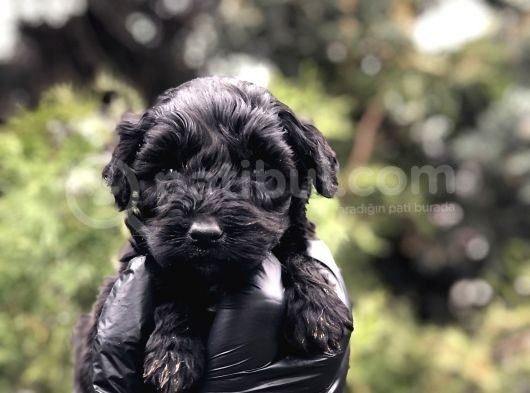 Özel Ve Nadir Renk Black Maltıpoo