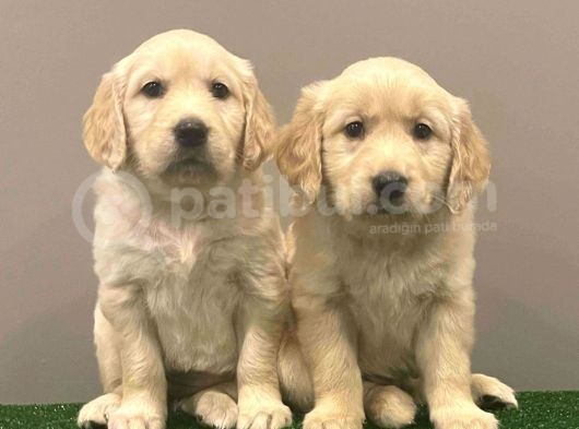 Muhteşem Golden Retriever Dişi Erkek Yavrular görsel