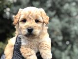 Mükemmel Melez Maltıpoo Yavrumuz