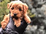 Red Brown Orjinal Maltıpoo