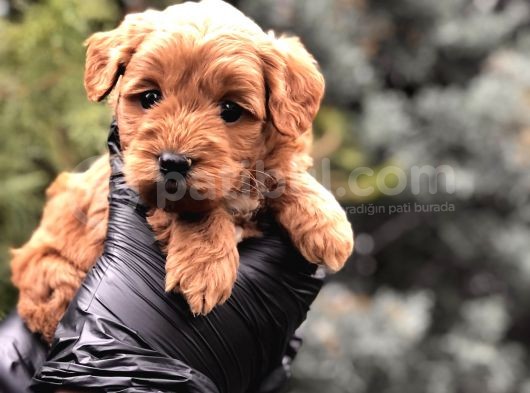 Red Brown Orjinal Maltıpoo görsel