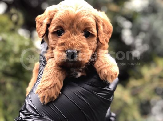 Red Brown Orjinal Maltıpoo