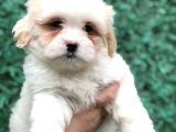 Mükemmel Görsel F1 Maltıpoo