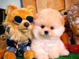 Ayı Surat Pomeranian Boo Yavrularımız