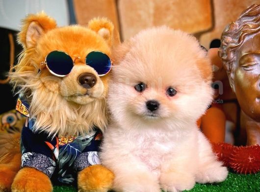 Ayı Surat Pomeranian Boo Yavrularımız görsel