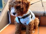 Malti̇poo Safkan Orjinal Gerçek Garantili Tüy Dökmez