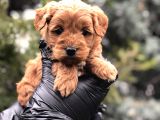 Red Brown Orjinal Maltıpoo