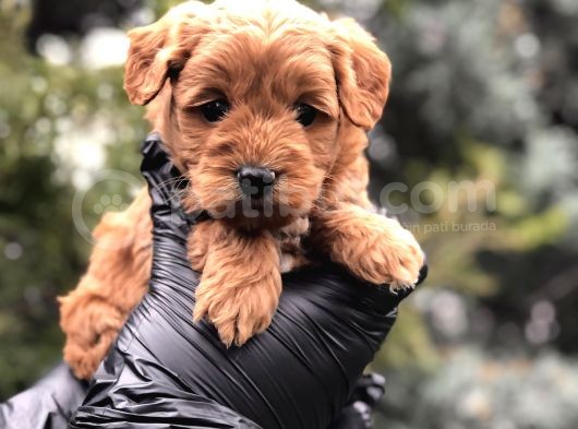 Red Brown Orjinal Maltıpoo görsel
