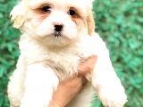 Mükemmel Görsel F1 Maltıpoo