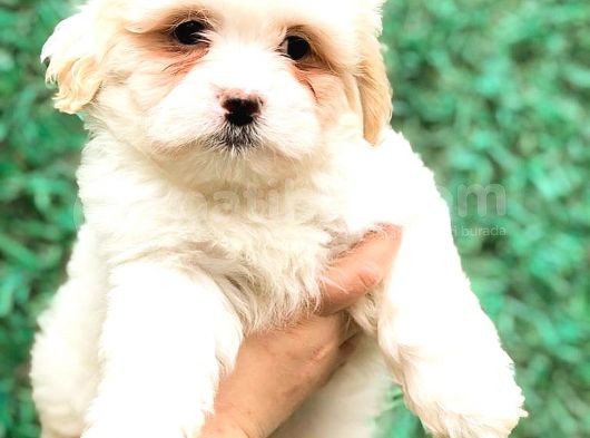Mükemmel Görsel F1 Maltıpoo