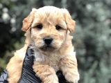 Mükemmel Melez Maltıpoo Yavrumuz