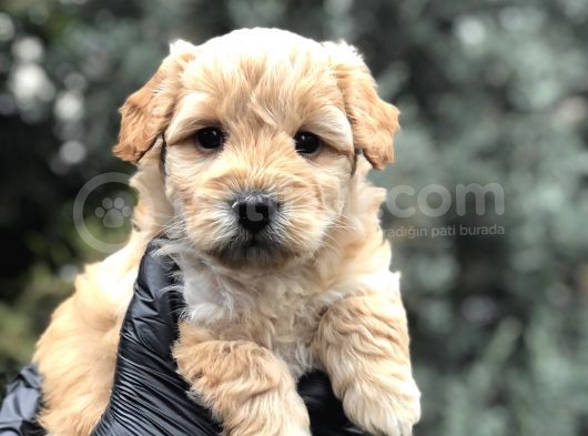 Mükemmel Melez Maltıpoo Yavrumuz görsel