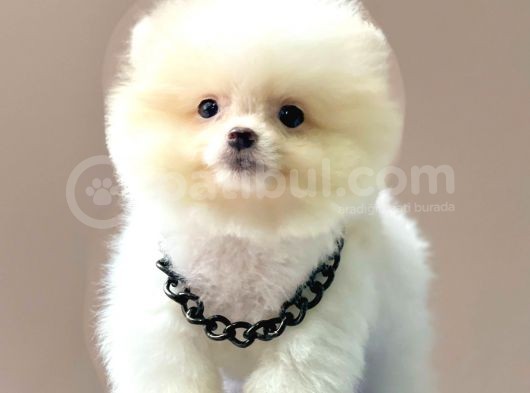 Safkan Pomeranian Boo Yavrularımız görsel