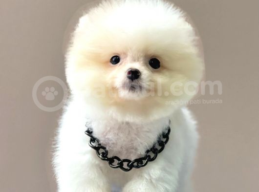 Safkan Teddy Face Pomeranian Yavrularımız görsel