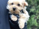 Xsmall Gold Morkie