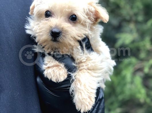Xsmall Gold Morkie görsel