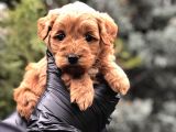 Red Brown Orjinal Maltıpoo