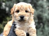 Mükemmel Melez Maltıpoo Yavrumuz
