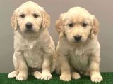 Muhteşem Golden Retriever Dişi Erkek Yavrular