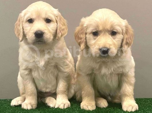 Muhteşem Golden Retriever Dişi Erkek Yavrular görsel