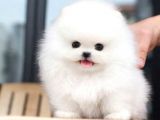Ayı Surat Pomeranian Boo Yavrularımız