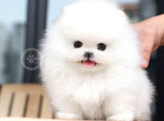 Ayı Surat Pomeranian Boo Yavrularımız