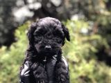 Özel Ve Nadir Renk Black Maltıpoo